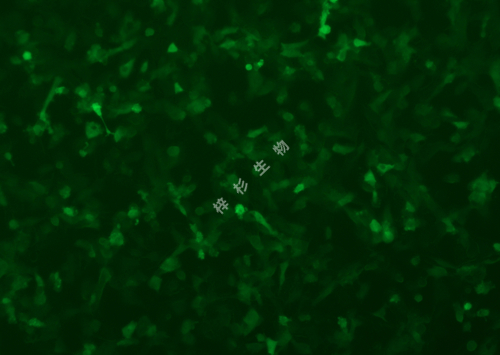 YT-1080-LUC-GFP-荧光.jpg