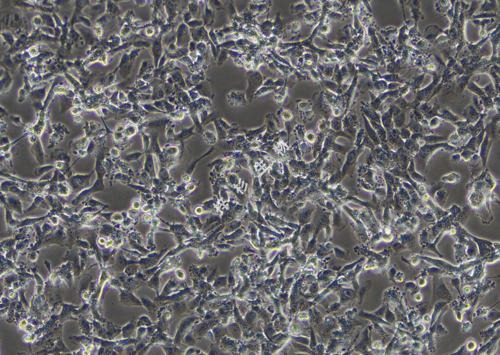 YT-1080-LUC-GFP-白光.jpg
