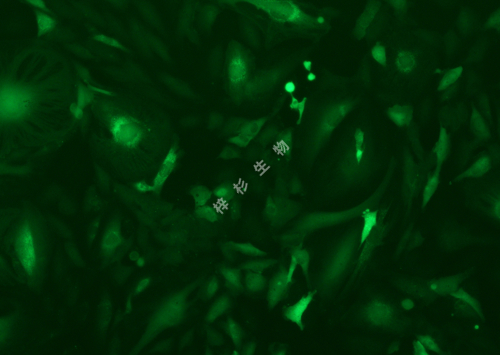 KTC-1-LUC-GFP-荧光.jpg