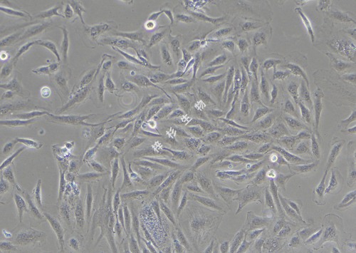 KTC-1-LUC-GFP-白光.jpg