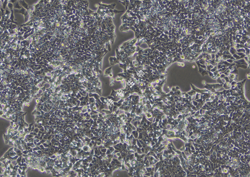 LOVO-LUC-GFP-白光.jpg