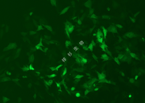 SAOS-2-LUC-GFP-荧光.jpg