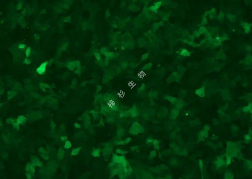 ScaBER-LUC-GFP-荧光.jpg