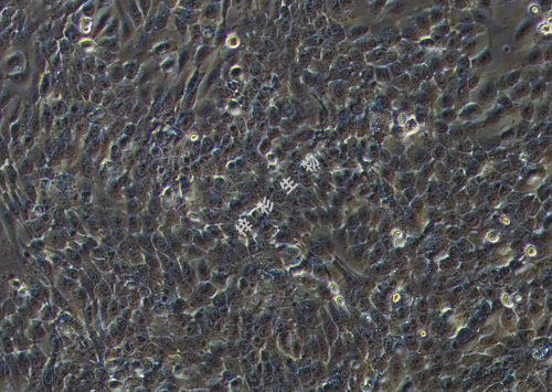 ScaBER-LUC-GFP-白光.jpg