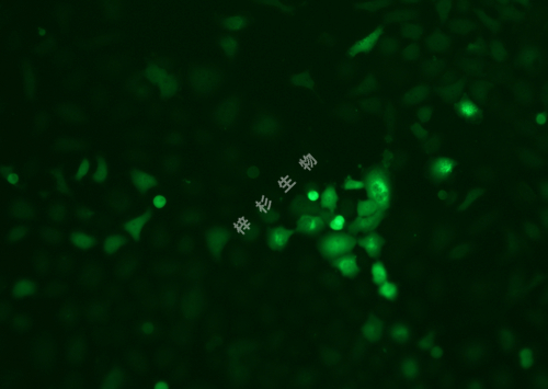 YCC-25-LUC-GFP-荧光.jpg