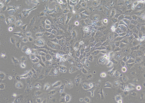 YCC-25-LUC-GFP-白光.jpg