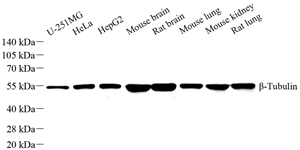 GB15140_-Tubulin_WB_宣传用.jpg