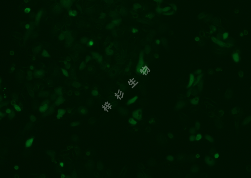 5637-LUC-GFP-荧光.png