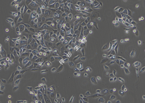 5637-LUC-GFP-白光.png
