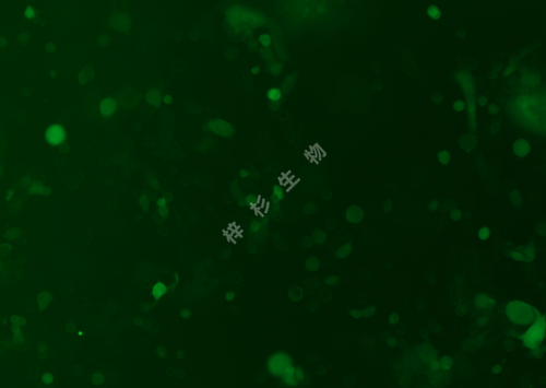 Anglne-LUC-GFP-荧光.png