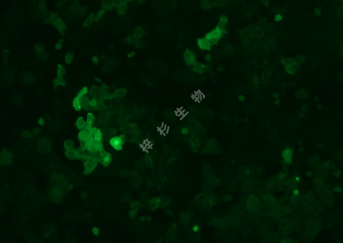 Caov3-LUC-GFP-荧光.png