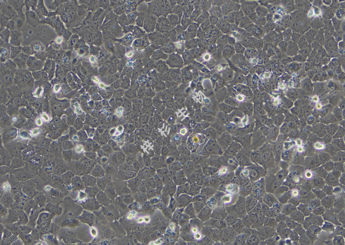 Caov3-LUC-GFP-白光.png
