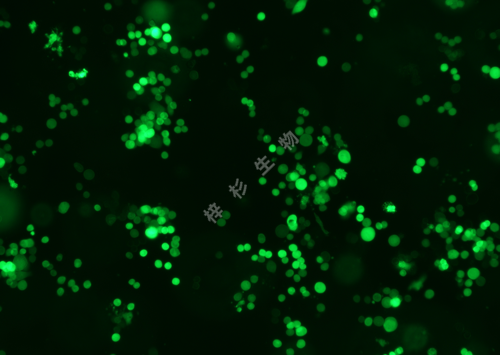 COLO 205-LUC-GFP-荧光.png