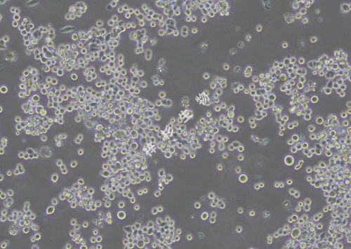 COLO 205-LUC-GFP-白光.png