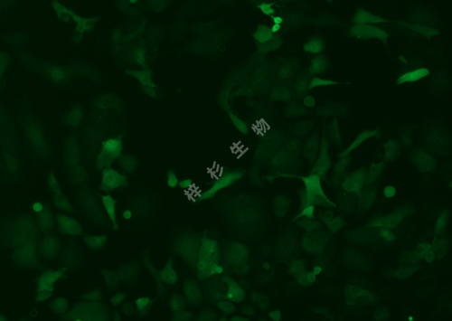 DU145-LUC-GFP-荧光.png