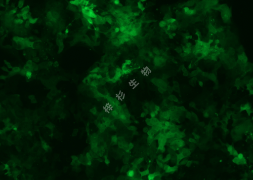 FaDu-LUC-GFP-荧光.png