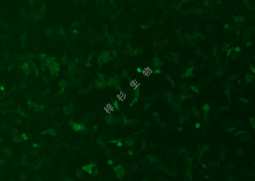 T24-LUC-GFP-荧光.png