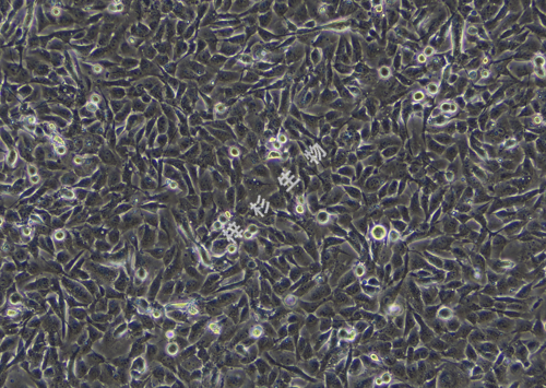T24-LUC-GFP-白光.png