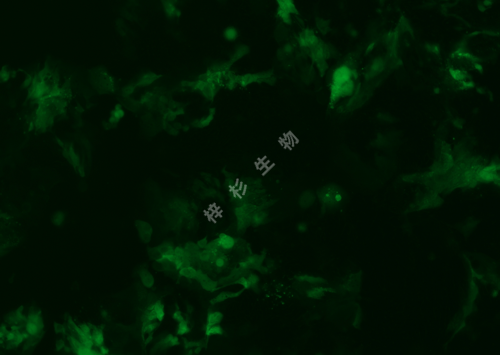 T84-LUC-GFP-荧光.png