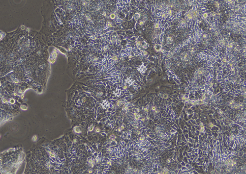 T84-LUC-GFP-白光.png