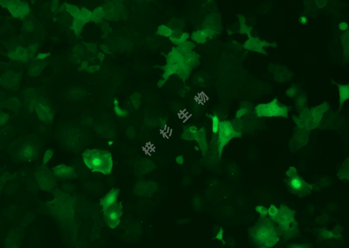 TE-1-LUC-GFP-荧光.png