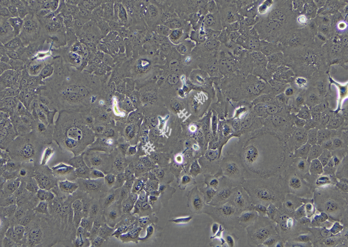 TE-1-LUC-GFP-白光.png