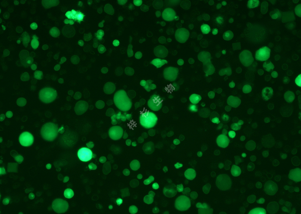 MEG-01-LUC-GFP-荧光.jpg