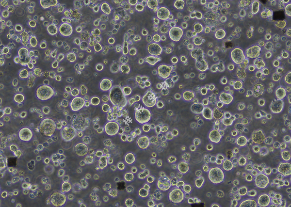 MEG-01-LUC-GFP-白光.jpg