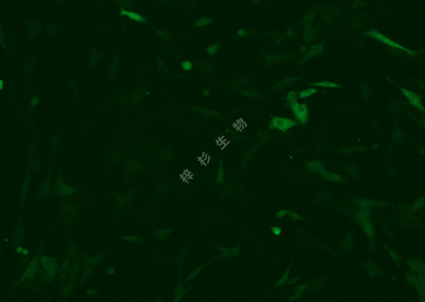MG63-LUC-GFP-荧光.jpg
