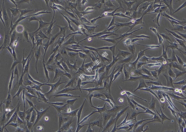 MG63-LUC-GFP-白光.jpg