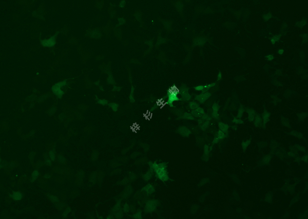 PA-1-LUC-GFP-荧光.jpg