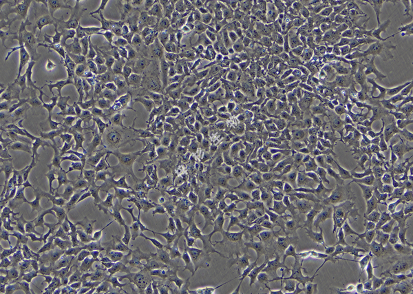PA-1-LUC-GFP-白光.jpg