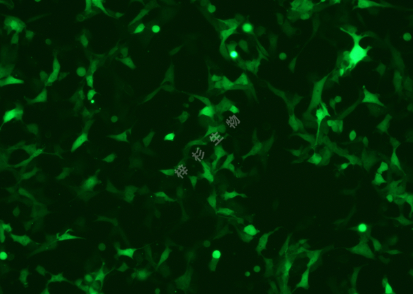 RD-LUC-GFP-荧光.jpg