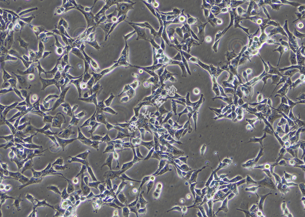 RD-LUC-GFP-白光.jpg