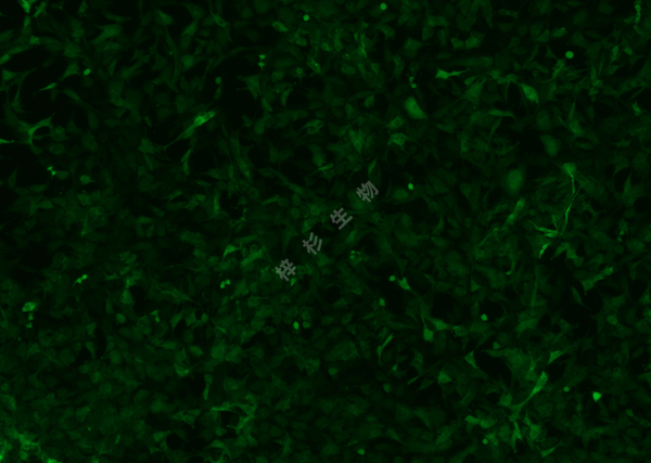 TT-LUC-GFP-荧光.jpg