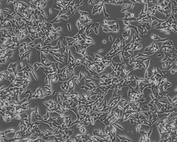 TT-LUC-GFP-白光.jpg
