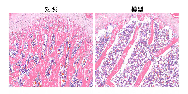 赛维尔生物服务|产品_Servicebio_武汉赛维尔生物科技有限公司