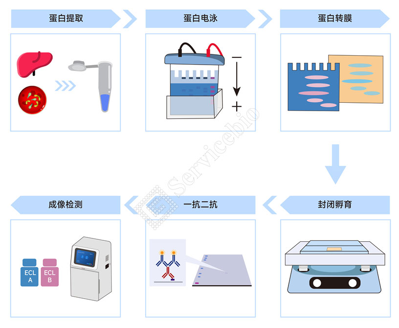 WB实验流程_画板 1(1) - 副本.jpg