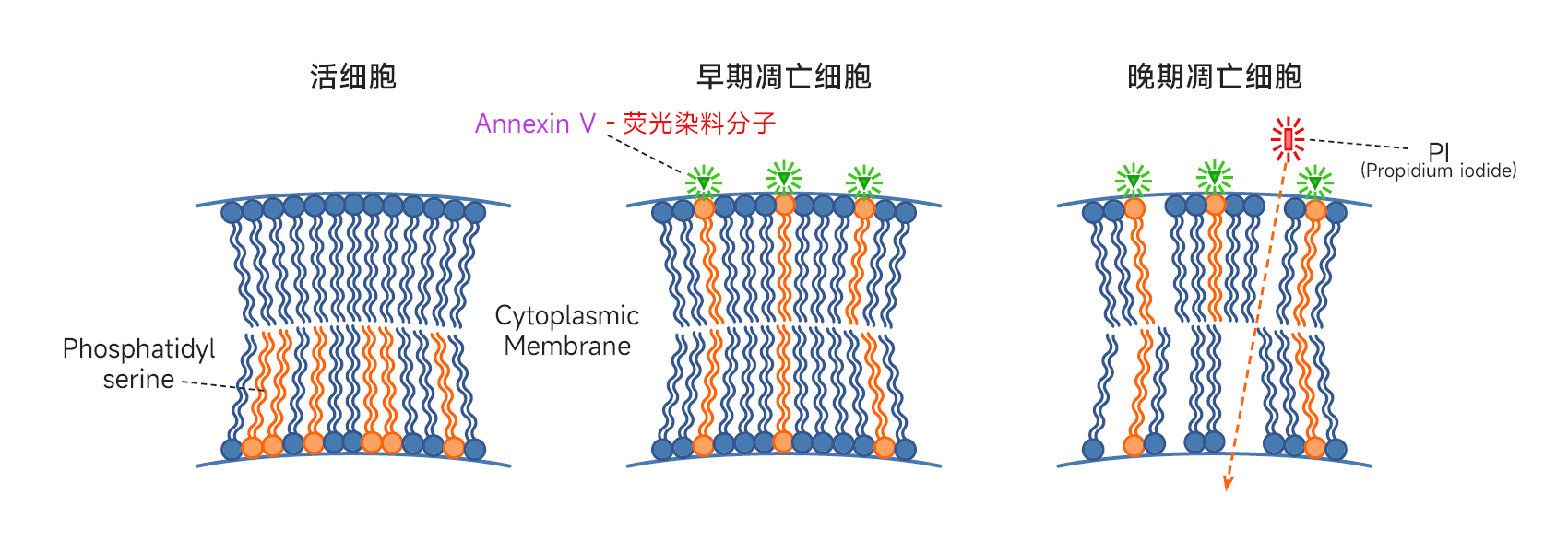 Annexin V 细胞凋亡流程图.jpg