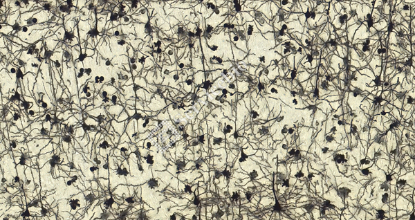 ②大脑皮层  _20.0x.jpg