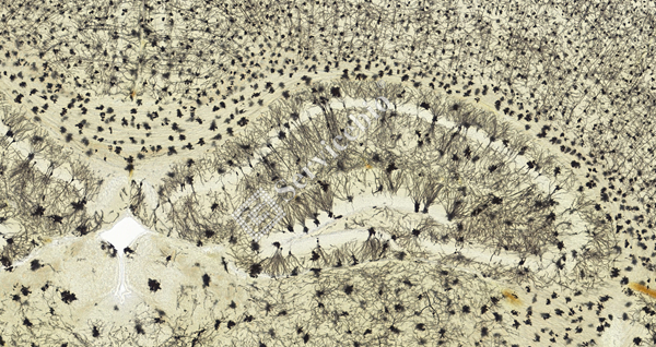 ⑤ 经典海马 _5.0x.jpg