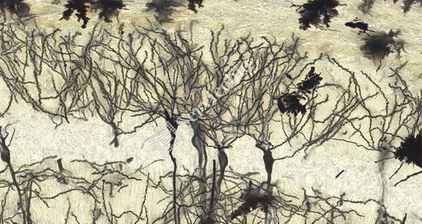 ⑦ 经典海马_40.0x.jpg