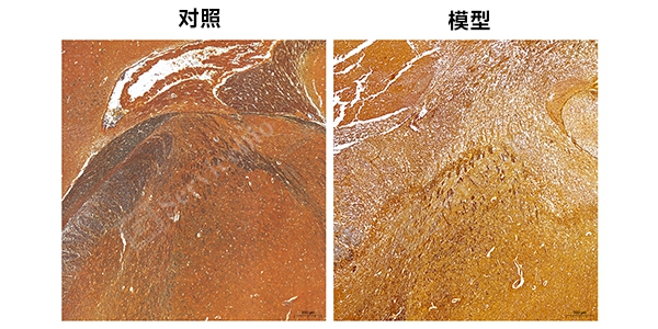 镀银染色组图.jpg