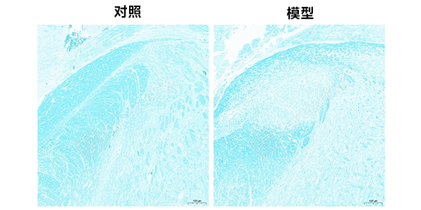 FLB染色组图.jpg