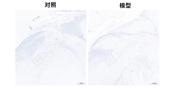 髓鞘染色组图.jpg