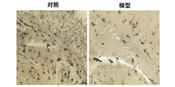 高尔基组图.jpg
