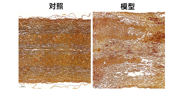 镀银染色组图.jpg