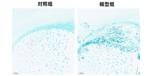 7、脑髓鞘LFB染色.jpg
