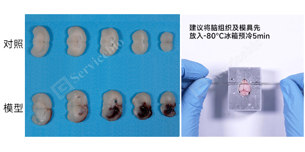 YA1283小鼠脑出血模型（胶原酶诱导）.jpg