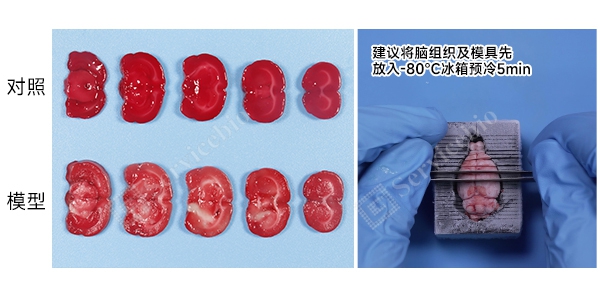 YA1128 大鼠脑缺血再灌注模型(1).jpg